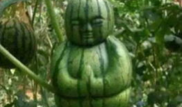 网络中的吃瓜是什么意思,吃瓜群众的趣味与智慧