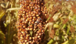 高粱资料,从历史到现代的粮食作物演变