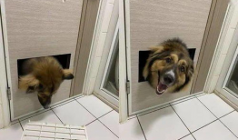 娱乐吃瓜养狗视频在线观看