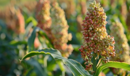 高粱资料,从历史到现代的粮食作物演变